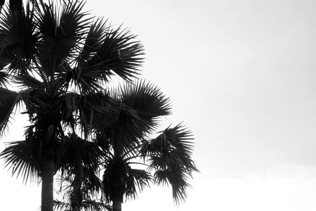 black and white palm tree Silhouetteの写真素材