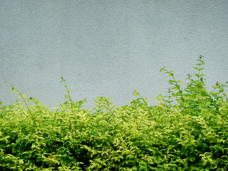 green bush fence and concrete wall