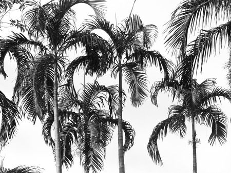 black and white palm tree