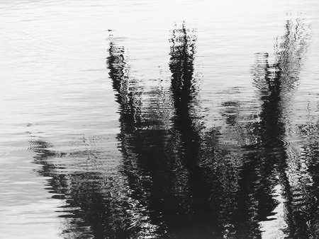 black and white water reflection leafの写真素材