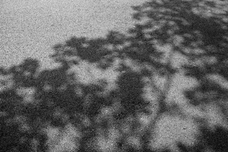 tree shadow on asphalt road