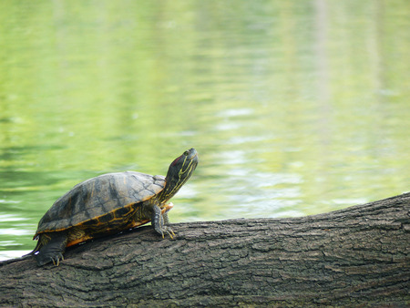 Turtles on wood in waterの写真素材