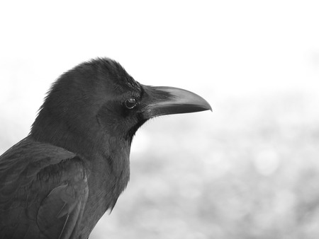 closeup of a crowの写真素材