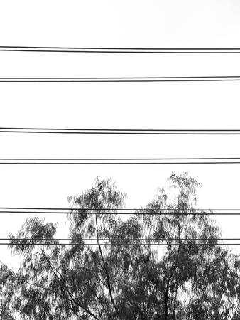 Silhouette Wire with treeの写真素材