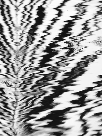 abstract black and white palm leaf on water reflection waveの写真素材