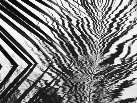 Coconut leaves abstract reflection,black and whiteの写真素材