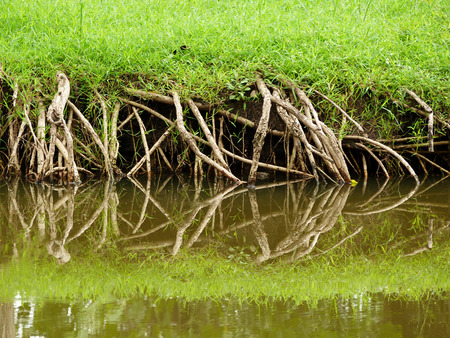 root tree with water reflectionの写真素材