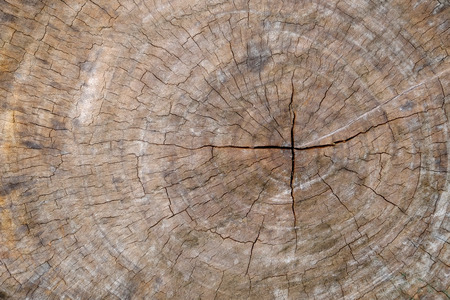 old tree stump texture backgroundの写真素材