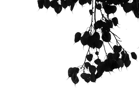 Silhouettes of leavesの写真素材