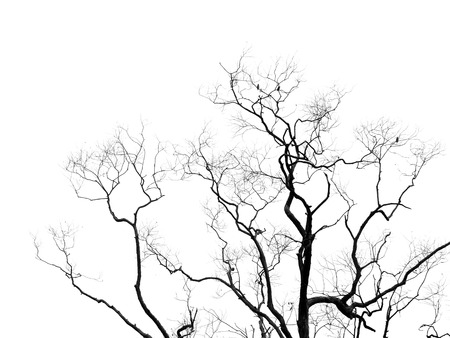 Silhouette treeの写真素材