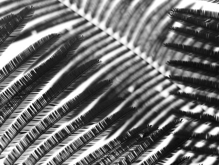 silhouette leaf patternの写真素材