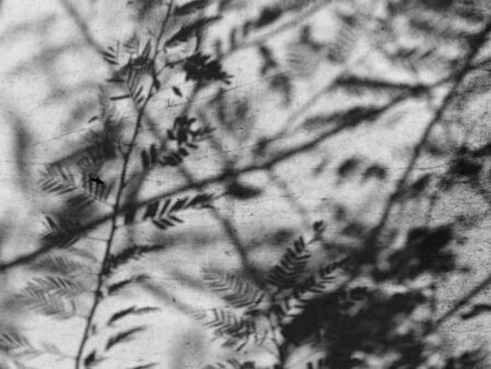 Shadow tree on canvasの写真素材