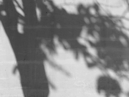 tree shadow on the white wall pattern