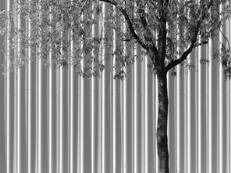 zinc wall with treeの写真素材