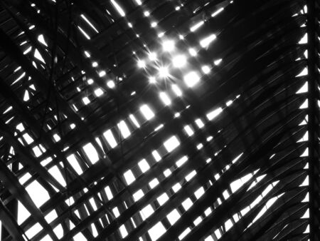 beautiful palms leaf with sunlightの写真素材