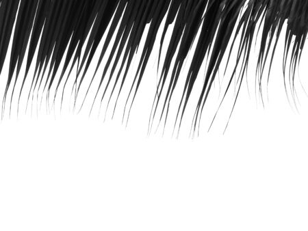 beautiful palms leaf on white backgroundの写真素材