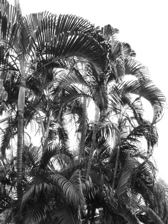 black and white palm tree Silhouetteの写真素材