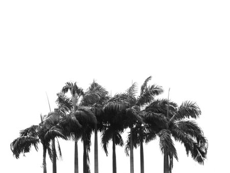 beautiful palms leaf tree on white backgroundの写真素材