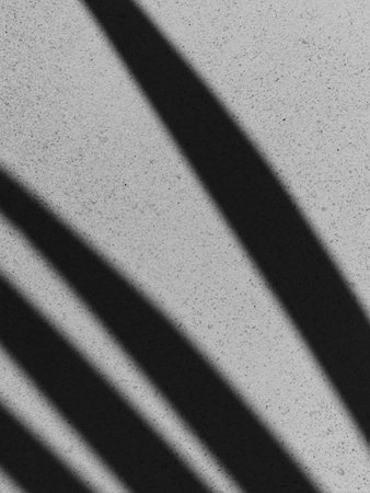 shadow of the leaves on a white wall