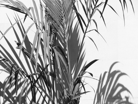 black and white palm leaf with white wall and shadow