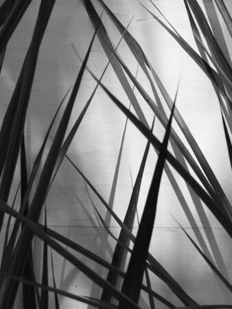 black and white grass tall with wall light and shadowの写真素材