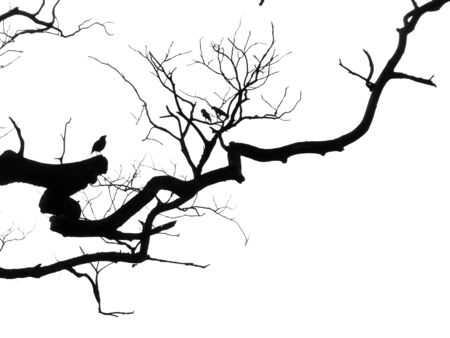 Silhouette branches with birdの写真素材