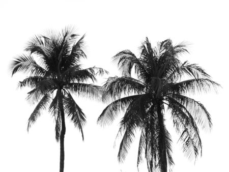 Coconut palm tree silhouetteの写真素材