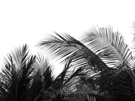 beautiful palms leaf on white backgroundの写真素材