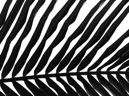 beautiful palms leaf on white backgroundの写真素材