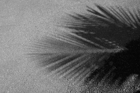 shadow coconut leaf on asphalt roadの写真素材