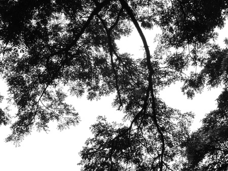 Silhouette treeの写真素材