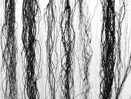 black and white banyan tree roots on waterの写真素材