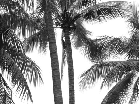 Coconut palm tree silhouetteの写真素材