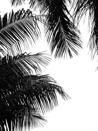 beautiful palms leaf on white backgroundの写真素材