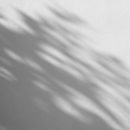 shadow of the leaves on a white wall