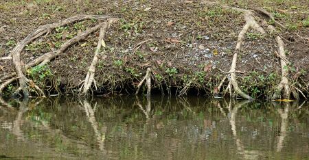 root tree with water reflectionの写真素材