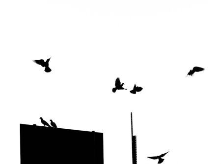 Silhouettes of flying pigeonsの写真素材