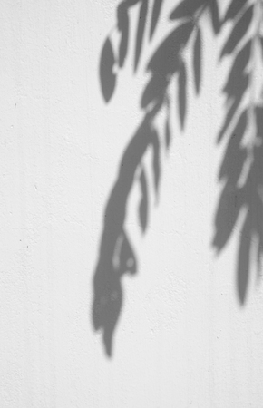 shadow of the leaves on a white wallの写真素材