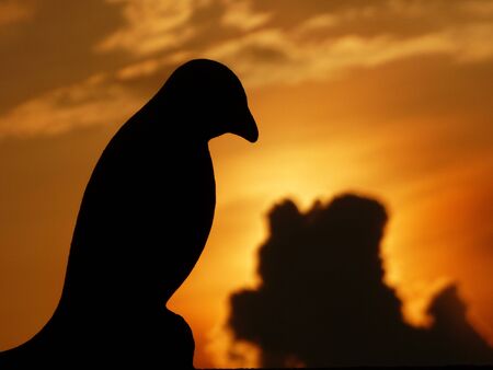 Silhouette bird statue sunsetの写真素材