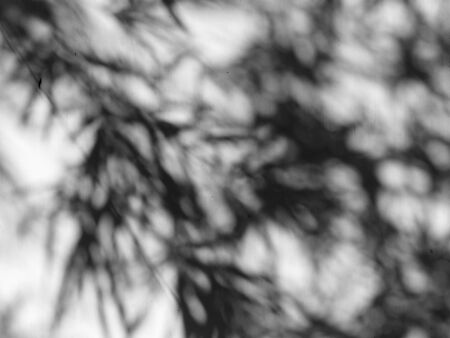 shadow of bamboo leaf on white backgroundの写真素材