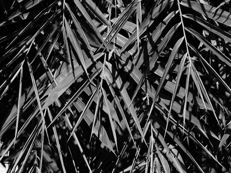 black and white bamboo leaf tree with shadowの写真素材