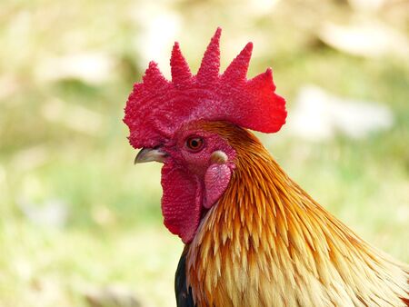 Thai chicken close up