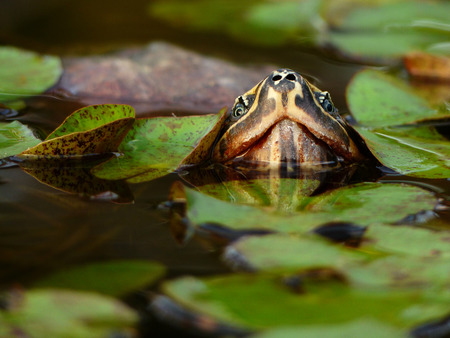 closeup turtle in the pond with lotus leafの写真素材