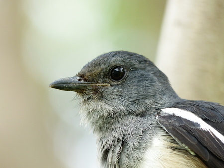 Oriental Magpie-Robin (Copsychus saularis ) in North Thailandの写真素材