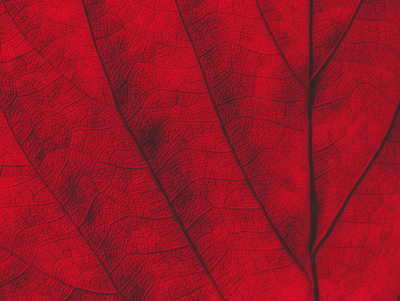 red leaf texture background