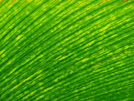 Texture of Green palm Leaf