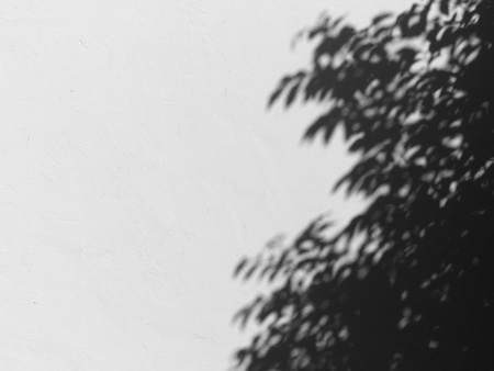 shadow of the leaves on a white wall