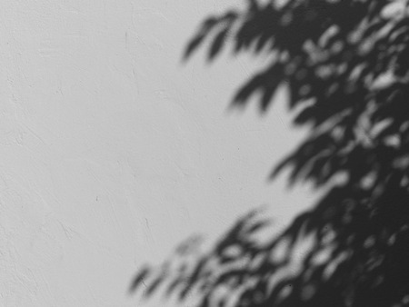 shadow of the leaves on a white wall
