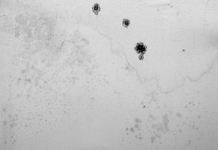 grunge texture with moldの写真素材