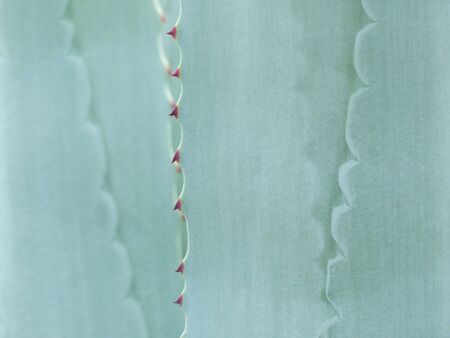 closeup Cactus Leaf Patternの写真素材